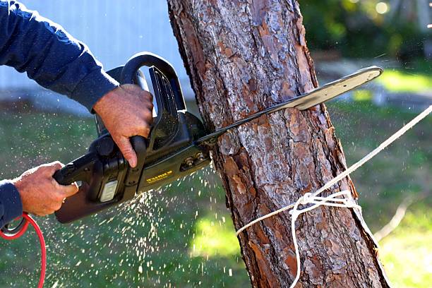 Best Tree Preservation Services  in Senatobia, MS