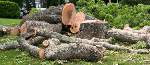 Best Tree Trimming and Pruning  in Senatobia, MS