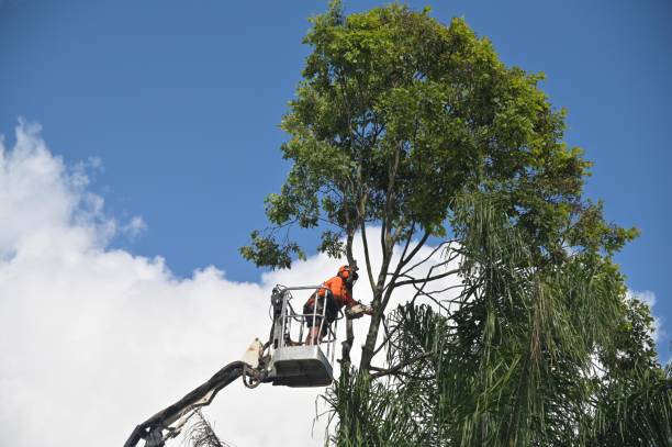 Best Emergency Tree Removal  in Senatobia, MS